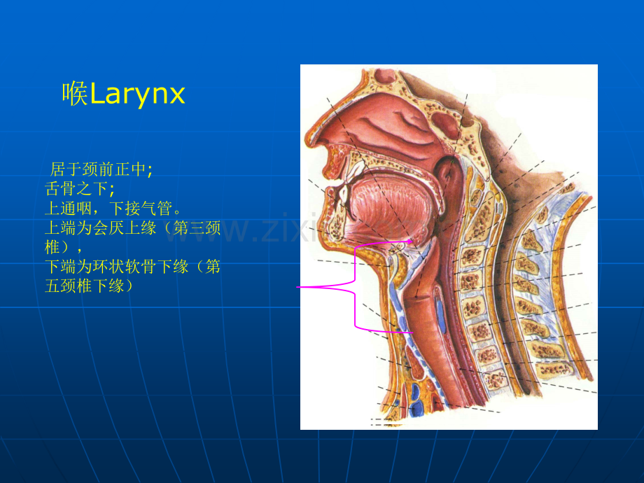 喉的解剖、生理、疾病.ppt_第3页