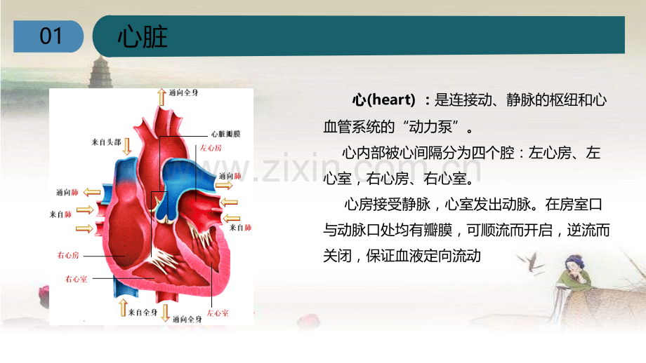 心脏的基本解剖.ppt_第2页