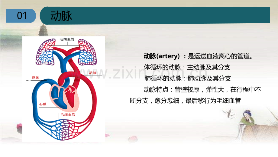 心脏的基本解剖.ppt_第3页