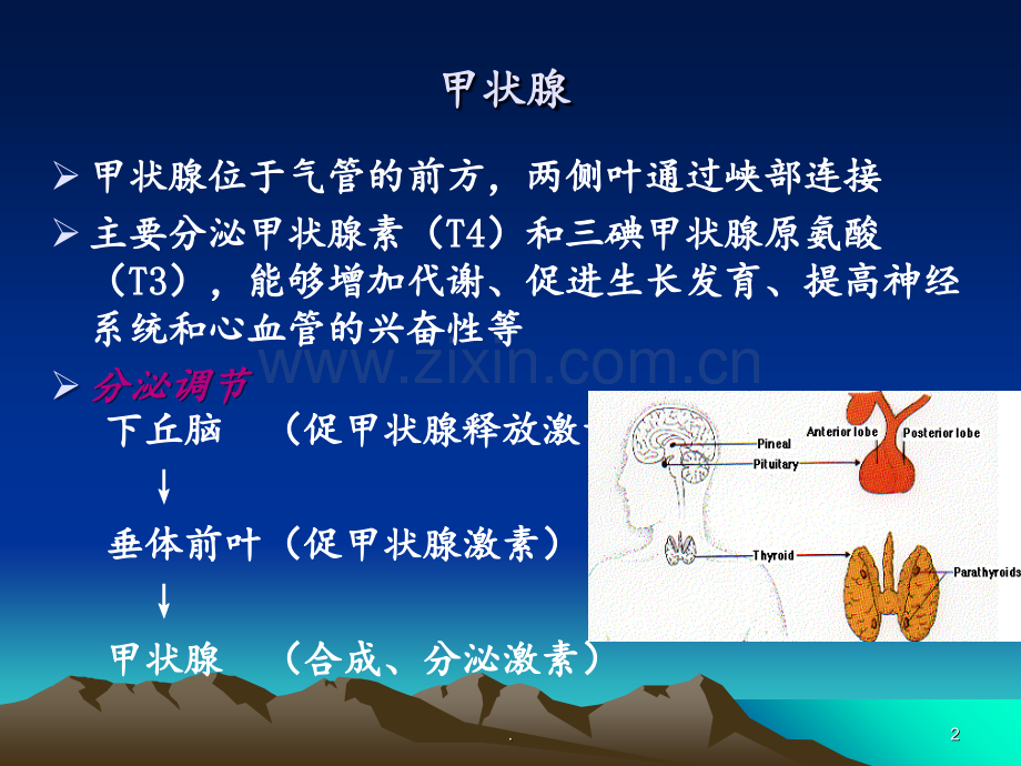 妊娠合并甲减.ppt_第2页