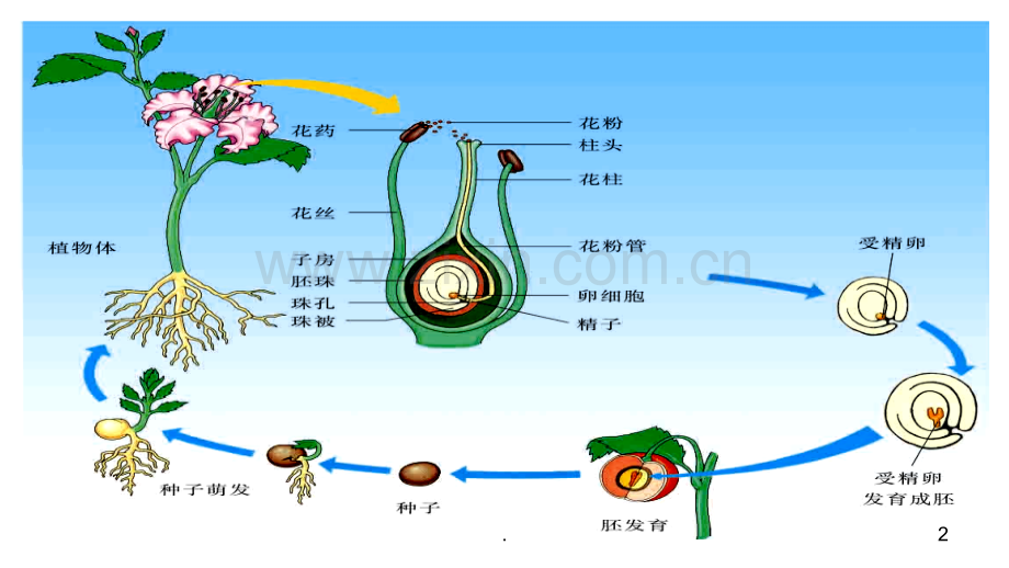 开花和结果复习.ppt_第2页