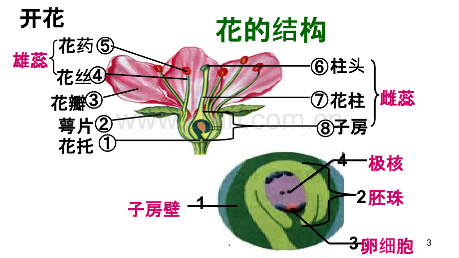 开花和结果复习.ppt_第3页