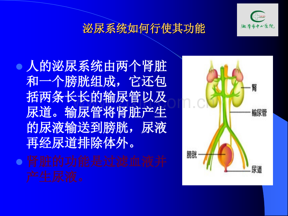 急性肾小球肾炎的护理0.ppt_第2页