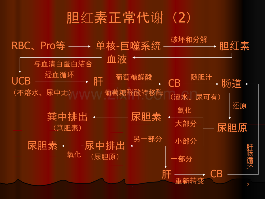 基础肝肠循环.ppt_第2页