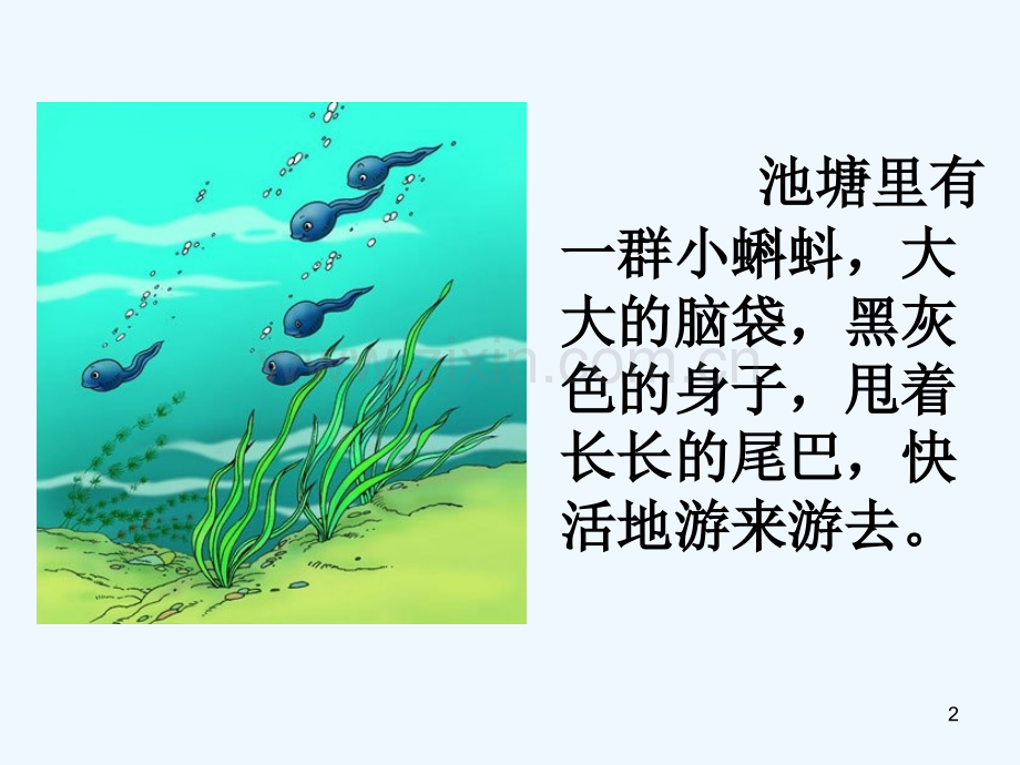 小蝌蚪找妈妈第一课时.ppt_第2页