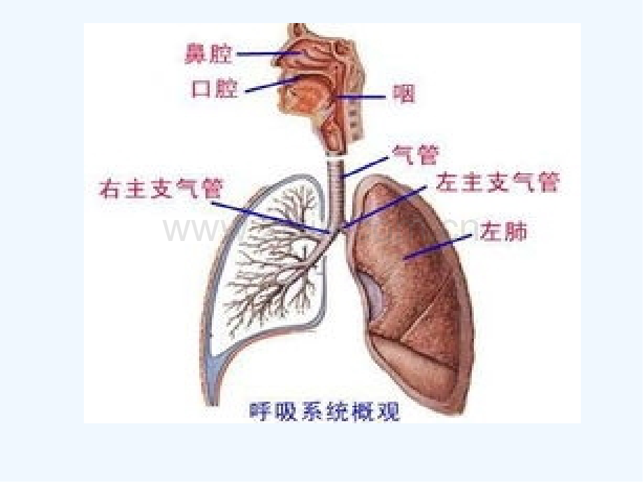 小儿呼吸系统解剖.pptx_第3页