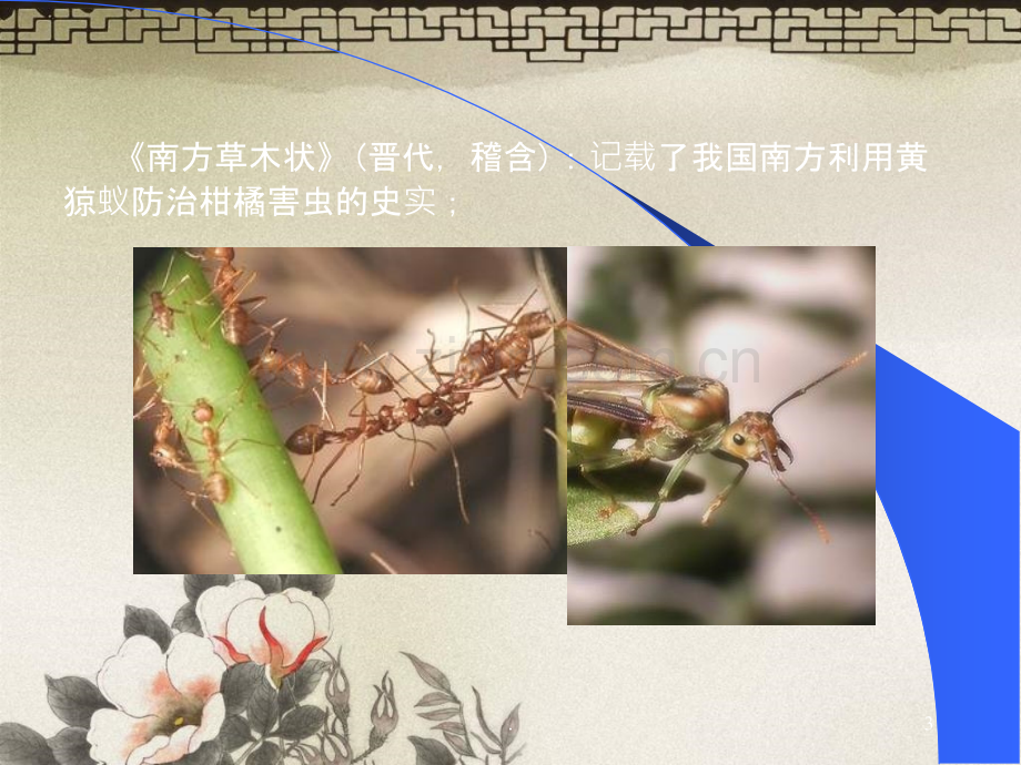 害虫生物防治.ppt_第3页