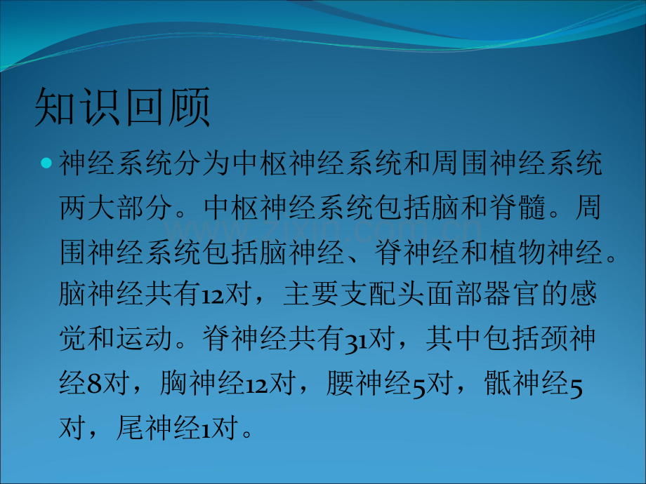 喉返神经解剖.ppt_第2页