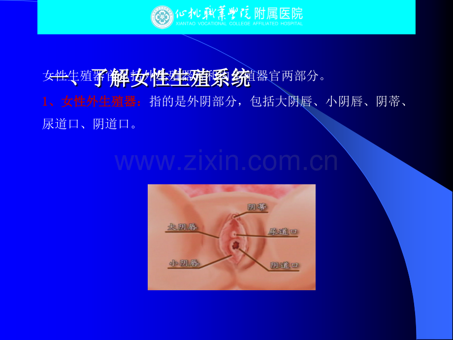 女性健康保健知识ppt课件.ppt_第3页