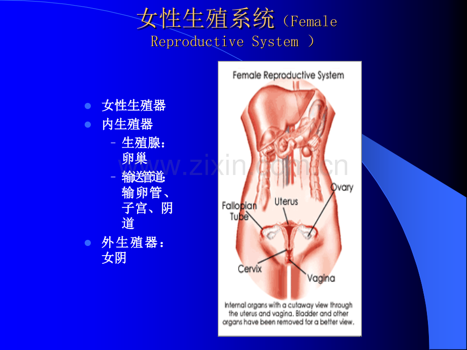 女性生理卫生详解.ppt_第2页