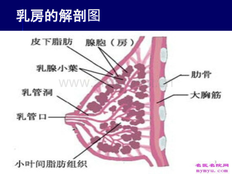 护理评估—乳房的评估.ppt_第3页