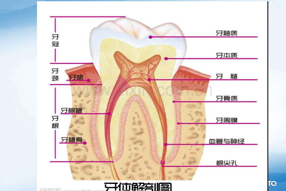 老牙周病.ppt_第3页