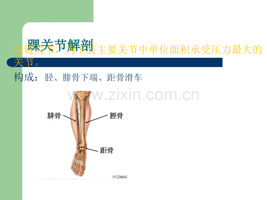 踝关节运动损伤.ppt_第3页
