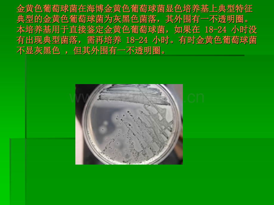 菌落在培养基上的典型特征.ppt_第2页