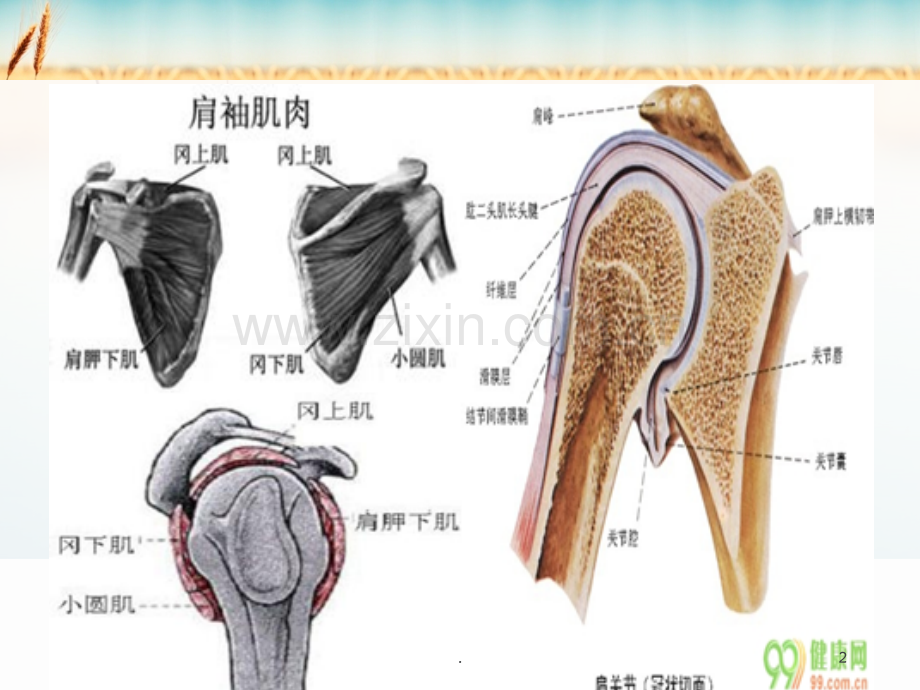 肩袖损伤的护理课件.ppt_第2页