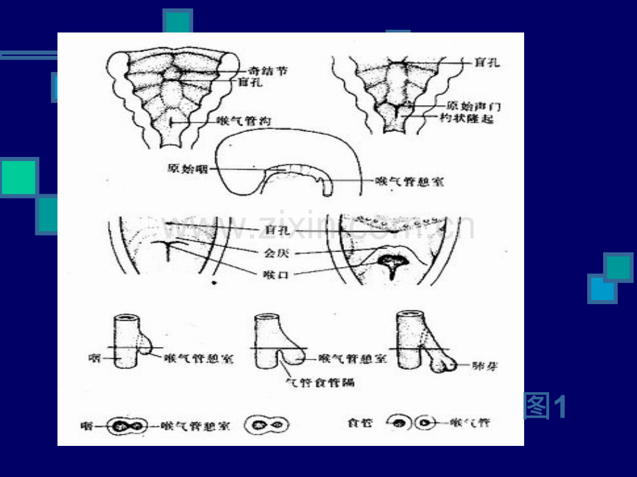 胎儿肺部发育特点.ppt_第3页