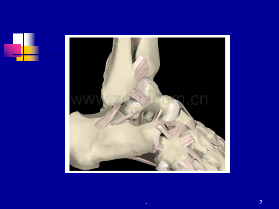 踝关节和距下关节不稳定.ppt_第2页