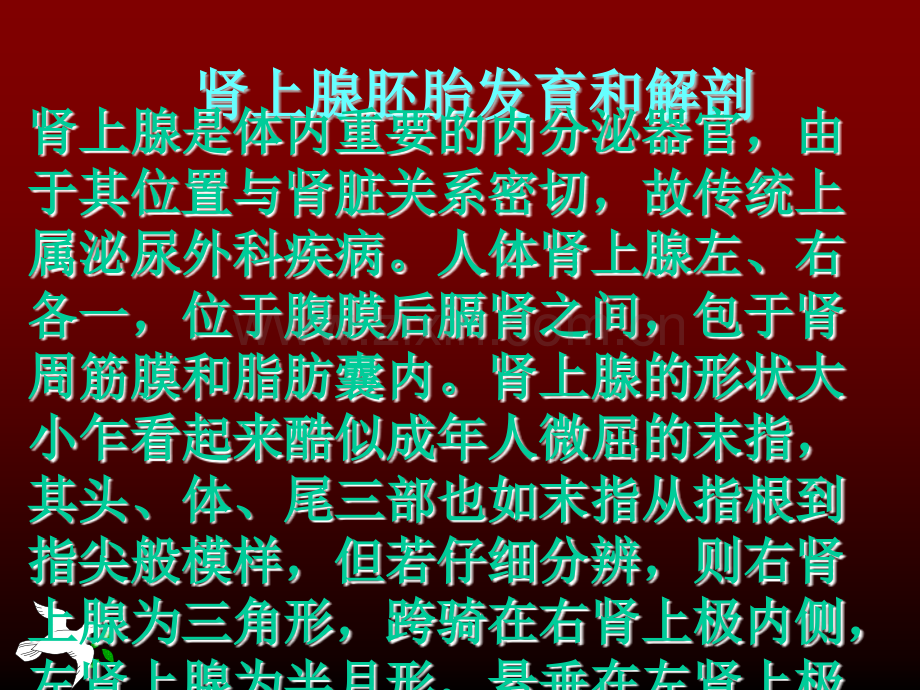 肾上腺肿瘤围手术期护理.ppt_第2页