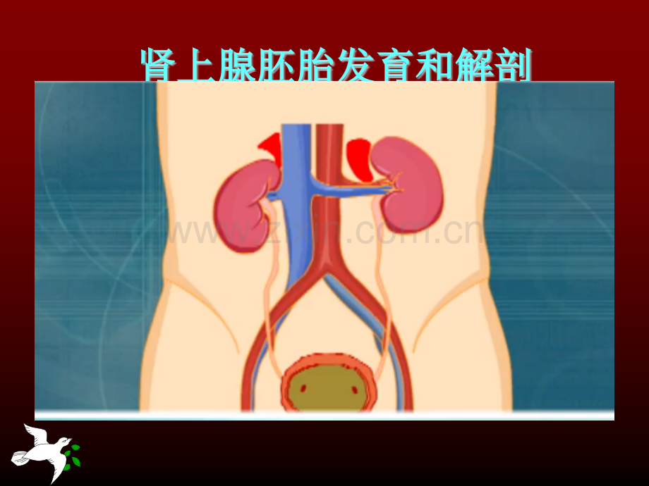 肾上腺肿瘤围手术期护理.ppt_第3页