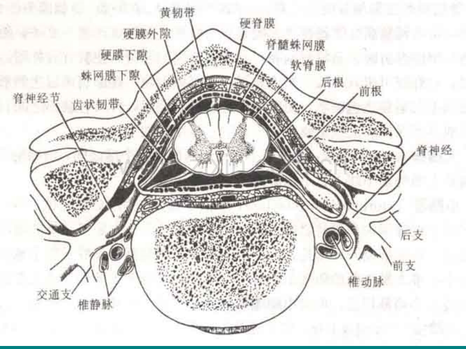 脊髓病变的诊断.ppt_第3页