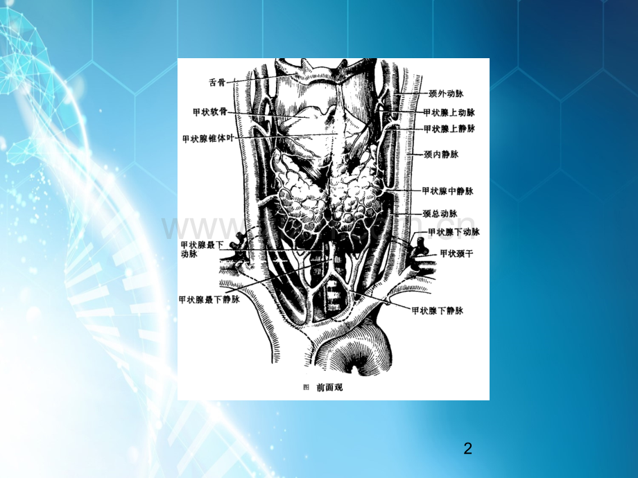 甲状腺功能亢进的外科治疗.ppt_第2页