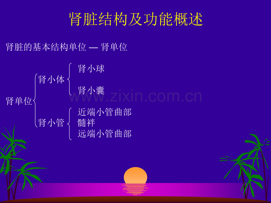 肾小管功能测定及临床意义.ppt_第2页