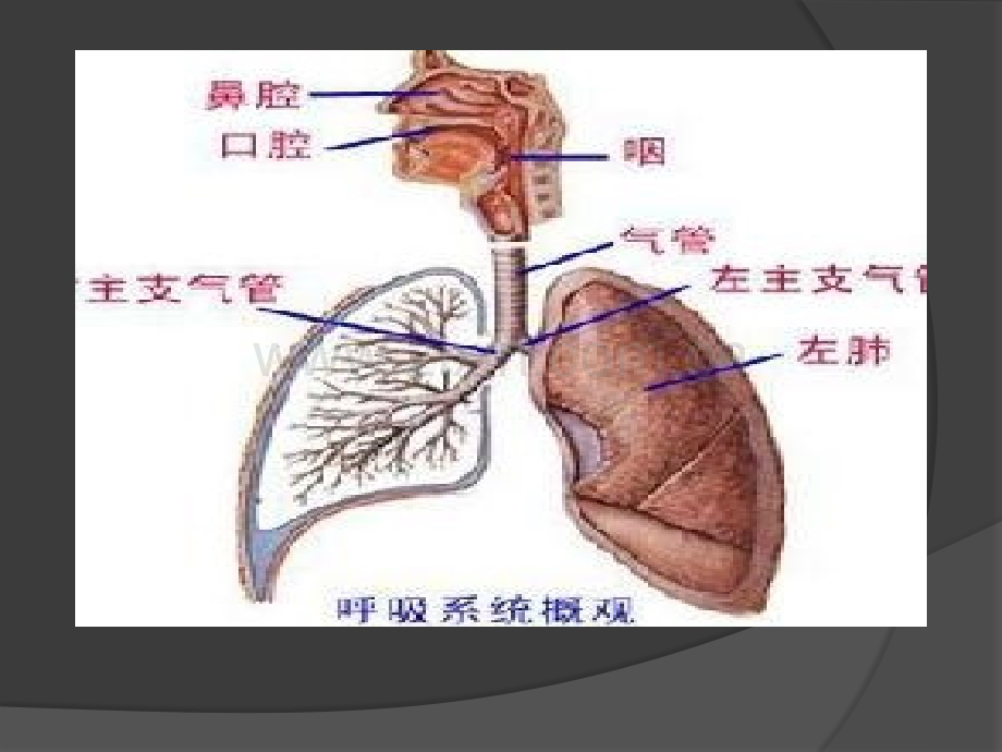 社区常见感冒.ppt_第3页