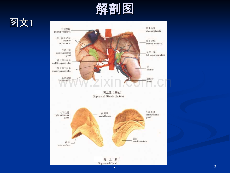 肾上腺解剖大全.ppt_第3页