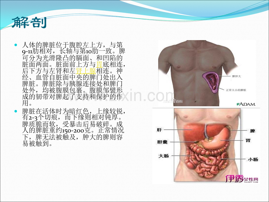 脾切除术后护理.ppt_第2页