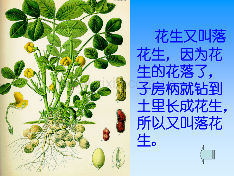 五年级上册语文15落花生试讲.pptx_第3页