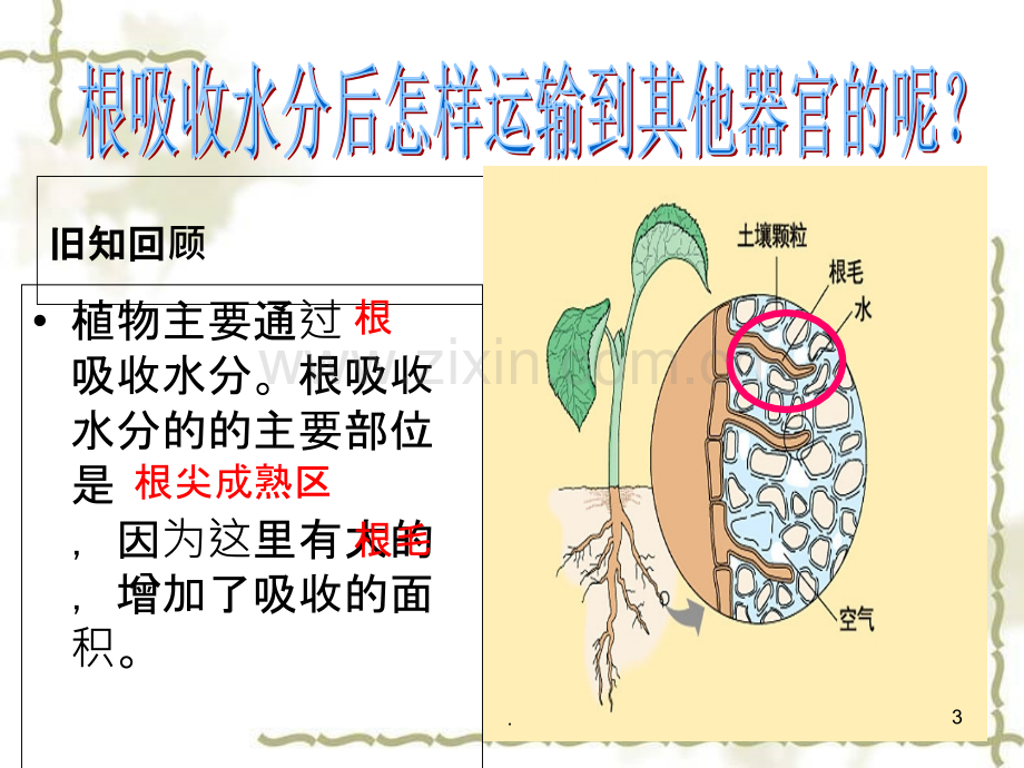 绿色植物与生物圈的水循环.ppt_第3页