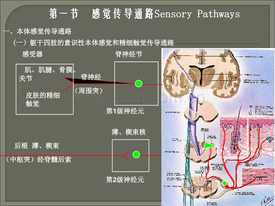 神经系统的传导通路.ppt_第3页