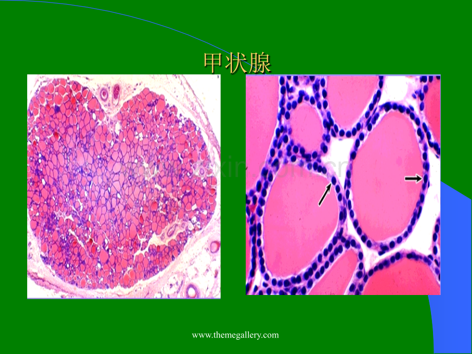 甲状腺激素的生理作用与甲状腺功能的调控.ppt_第3页