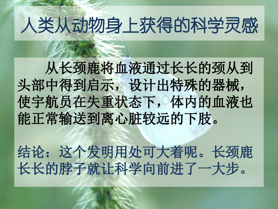 从动物身上获得的科学灵感详解.pptx_第3页