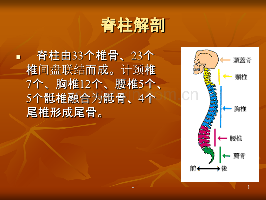 脊柱的解剖.ppt_第1页