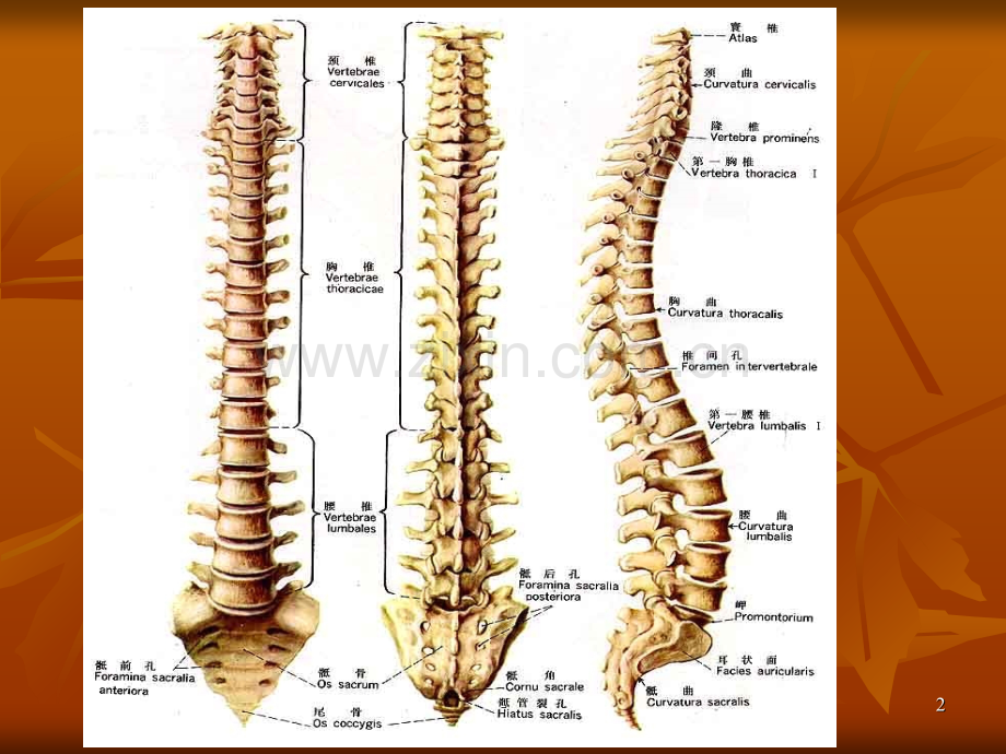 脊柱的解剖.ppt_第2页