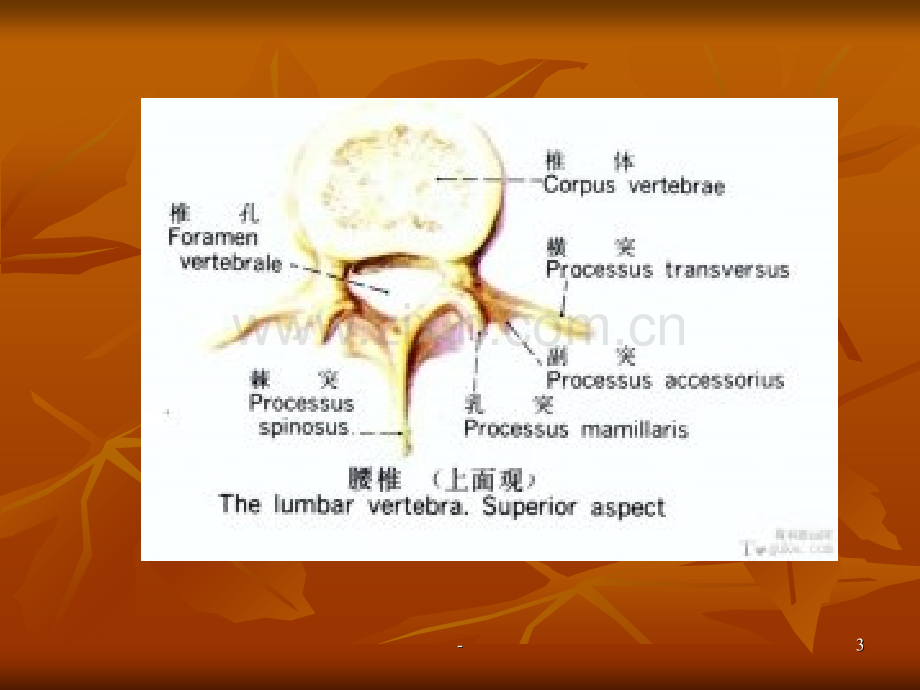 脊柱的解剖.ppt_第3页