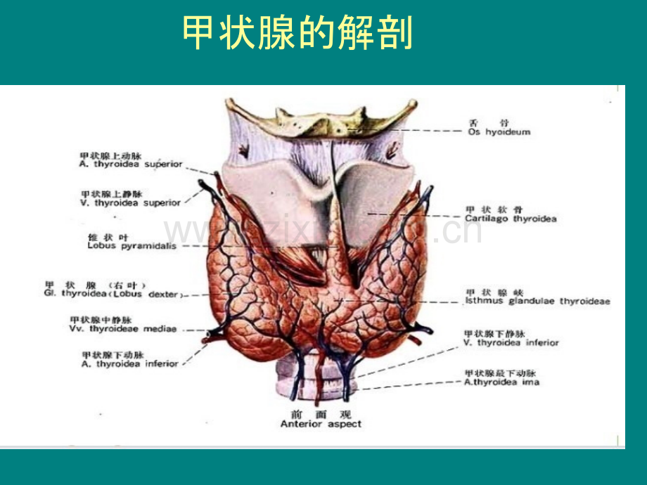 甲状腺癌并发乳糜漏的护理查房.ppt_第2页