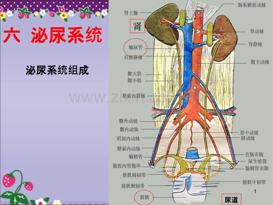 解剖生理课件泌尿系统.ppt_第1页