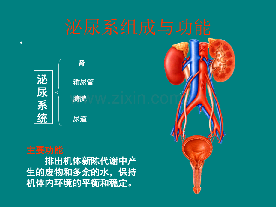 留置导尿及尿管护理.ppt_第3页