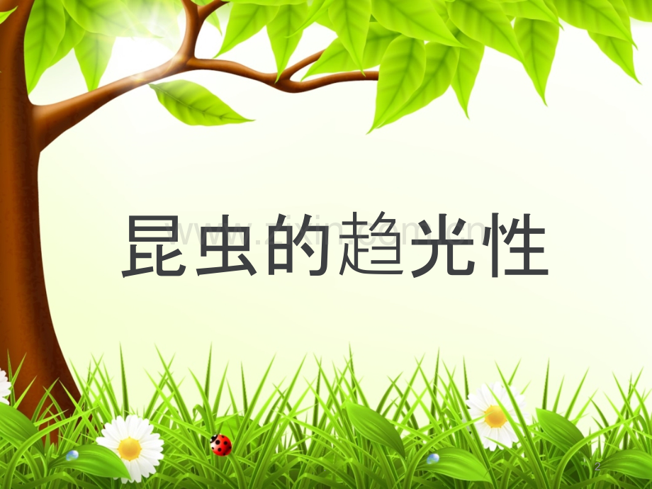 昆虫的趋光性.ppt_第2页