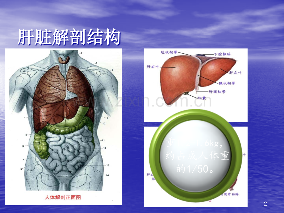 护肝药物的合理应用.ppt_第2页