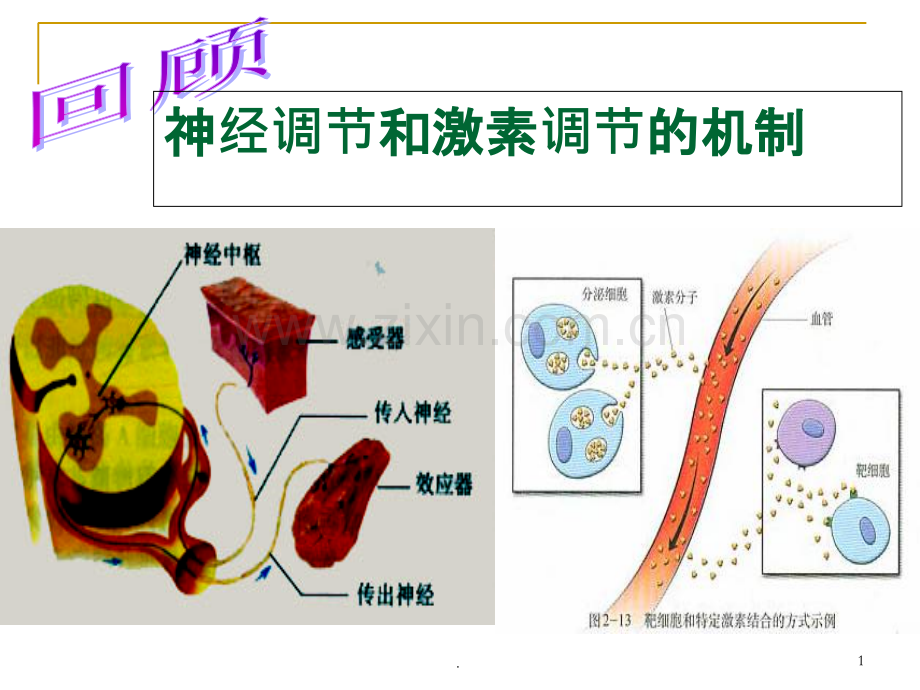 神经调节和体液调节的关系.ppt_第1页