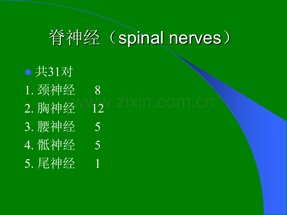 脊神经的体表定位.ppt_第2页