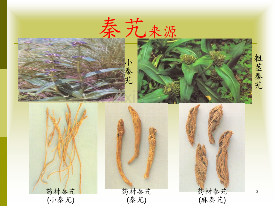 祛风湿药2中药基础知识.ppt_第3页