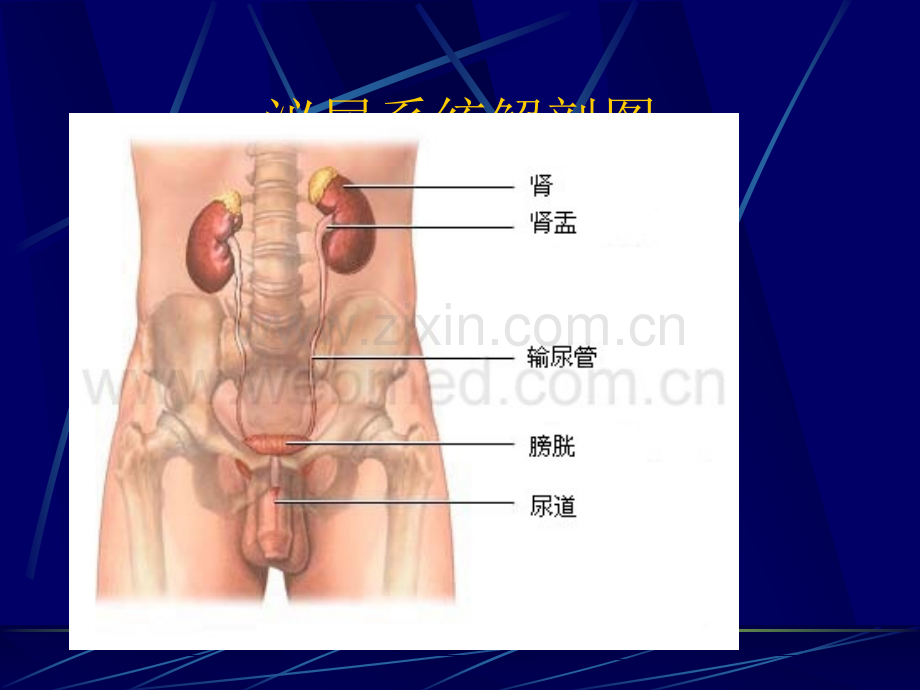 肾上腺疾病的治疗及护理-新.ppt_第2页