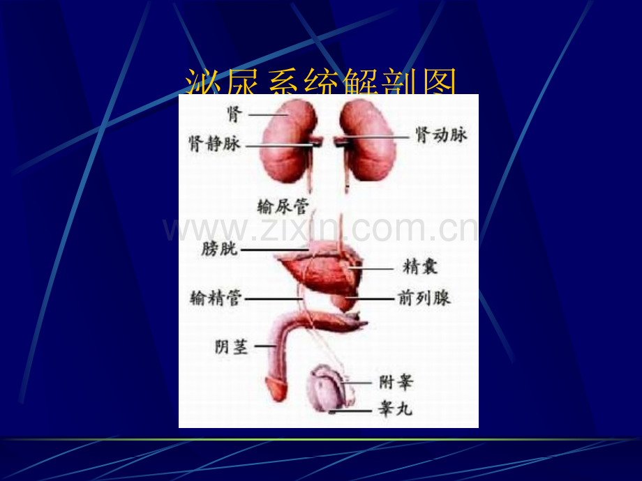 肾上腺疾病的治疗及护理-新.ppt_第3页