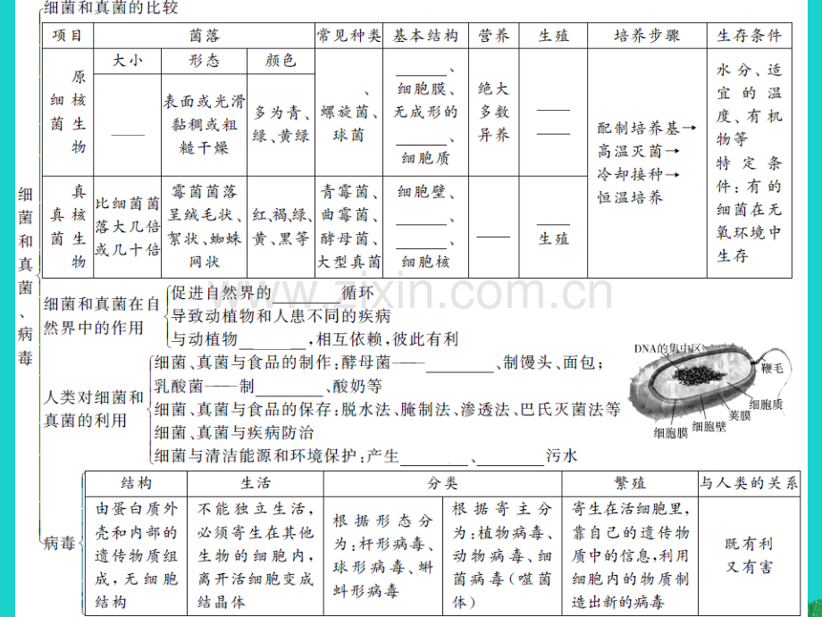 中考生物第一轮系统复习篇---细菌和真菌-病毒.pptx_第3页