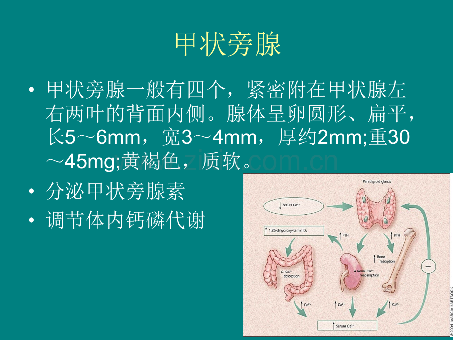 甲状旁腺功能亢进症.ppt_第2页