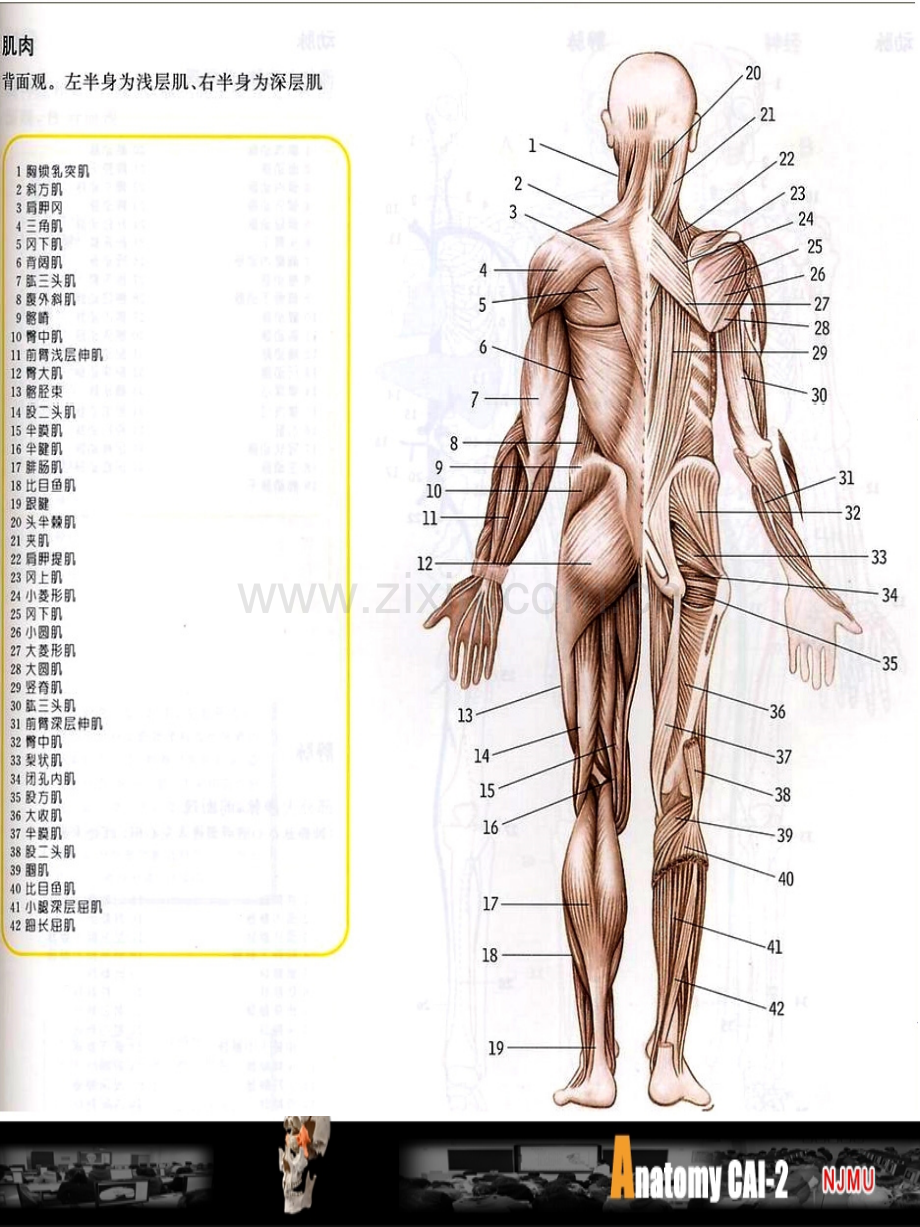 全身骨骼与肌肉.pptx_第2页